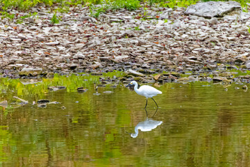 Snowy egret (Egretta thula) on the Maumee river in Ohio