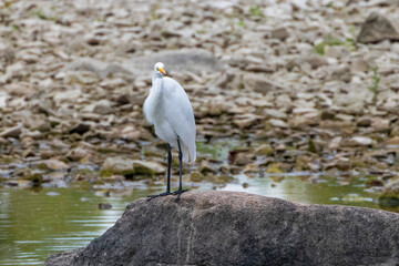 The great egret (Ardea alba) on the hunt. This bird also known as the common egret, large egret, or  great white egret or great white heron.