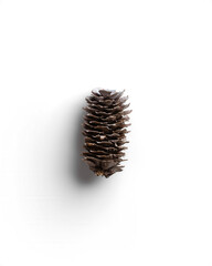 Pinecone 2