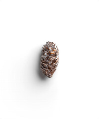 Pinecone 6