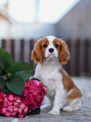 dog puppy cavalier king charles spaniel sits with flowers in the door on the stones