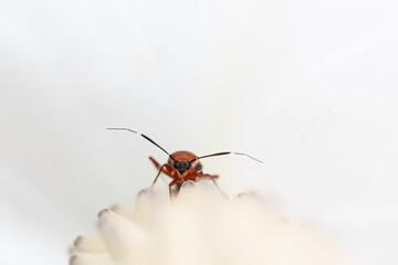 portrait of red bug on a white flower, white background, Deraeocoris ruber