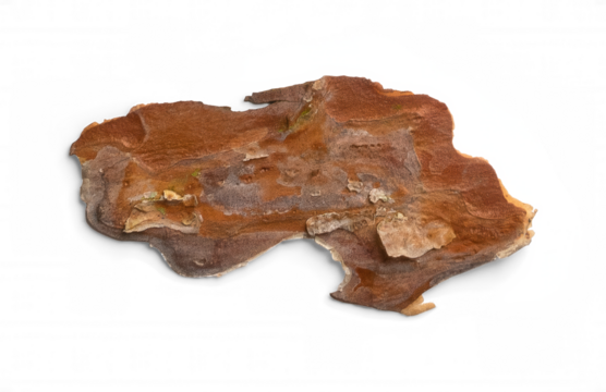 Rustic Brown Tree Bark with Distinctive Cracks and Patterns