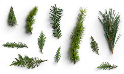 Set of Evergreen Branches
