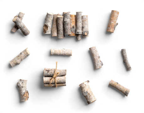 Set of Birch Branches with Natural Gray and Brown Tones