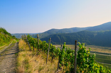 Naklejka premium hiking trail in vineyards near Dernau, in the Ahrweiler district in the north of Rhineland-Palatinate, Germany