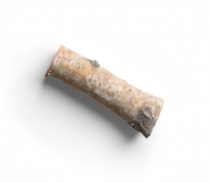 Single Birch Branch with Smooth Bark