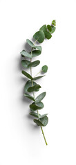Single Eucalyptus Branch with Green Leave © Custom Scene