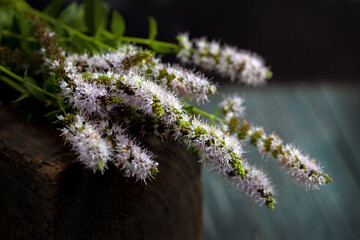 Boquet of mint -5647