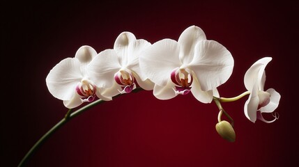 A close up of a pure white orchid against a dark plum background, emphasizing its elegance and pristine beauty