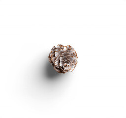 Small Pine Cone 17