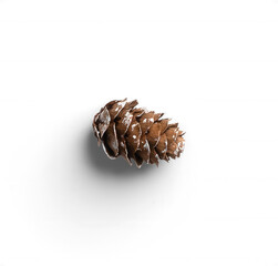 Small Pinecone with White Stains 1