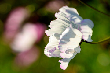 Cosmos in the Garden