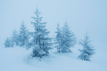 pine trees covered with snow. landscape in winter mountains. Christmas background
