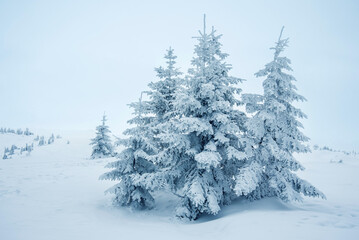 pine trees covered with snow. landscape in winter mountains. Christmas background