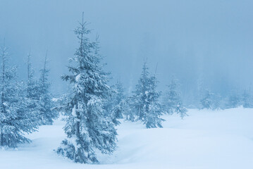 pine trees covered with snow. landscape in winter mountains. Christmas background