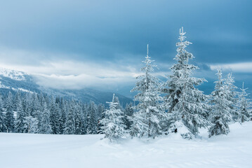 Fototapeta premium pine trees covered with snow. landscape in winter mountains. Christmas background