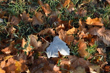 The autumn season is beautiful and pleasant. Yellow, brown, golden, dry green leaves, fallen leaves lie on the ground, sidewalks on the still green grass. ...