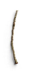 Thin Tree Branch with Buds and Smooth Texture