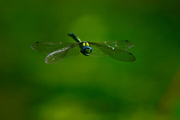 Blaugrüne Mosaikjungfer // Southern hawker, blue hawker (Aeshna cyanea)