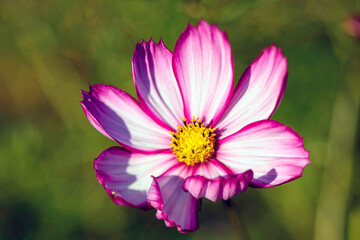 Obraz premium Cosmos in the Garden