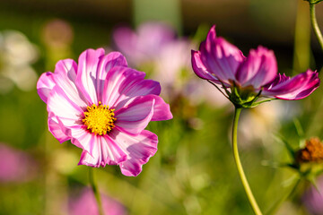 Cosmos in the Garden