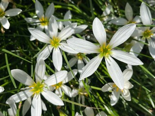 Close up of white zephyr lilies standing tall on their stems . 