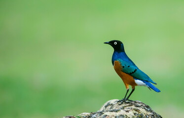 Fototapeta premium Superb starling, Lamprotornis superbus, Masai Mara, Africa