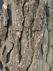 Bark of pine tree. Brown tile texture of the old tree.