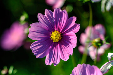 Cosmos in the Garden