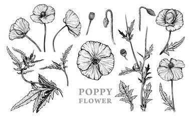 Hand drawn sketch of Poppy flowers. Vector illustration of summer poppy flowers, buds and leaves. Botanical monochrome drawing of blossom isolated on a white background. Vintage engraved style