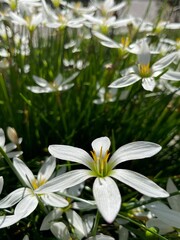 Close up of white zephyr lilies standing tall on their stems . 