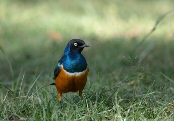 Superb Starling, Lamprotornis superbus, Masai Mara, Africa