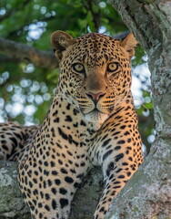 Male Leopard Portrait, Masai Mara, Africa
