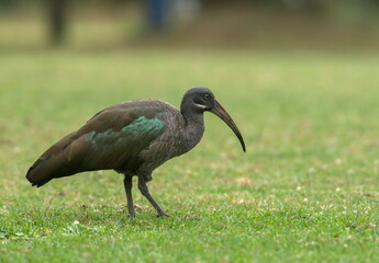 Obraz premium Hadada Ibis, Bostrychia hagedas, Masai Mara, Africa