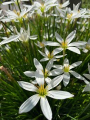 Close up of white zephyr lilies standing tall on their stems . 