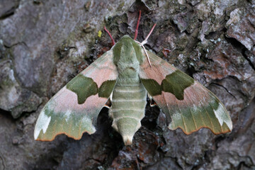 Beautiful large moth in camouflage colors on the bark of a tree