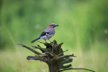 A jay on a rose-haired, mossy stump against a green background