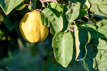 Quince on a tree