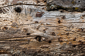 Wood abstract texture. Surface grunge backdrop. Dirty wooden effect pattern. Material background.