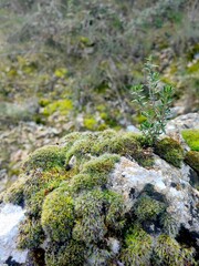 Green moss in the forest. Stack of pebble stones by a stream in a forest