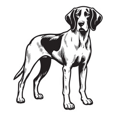 Pointer Dog Silhouettes, Pointer dog logo
English pointer silhouettes, Standing Pose Vector Silhouettes, Outlines clipart mascot of Pointer Dog