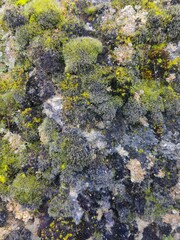 Green moss in the forest. Stack of pebble stones by a stream in a forest
