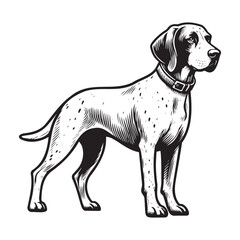Pointer Dog Silhouettes, Pointer dog logo
English pointer silhouettes, Standing Pose Vector Silhouettes, Outlines clipart mascot of Pointer Dog