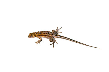 Side-Blotched Lizard (Uta stansburiana) Photo, on a Transparent. Isolated, PNG, Copy Space Background