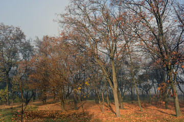 Beautiful and beautiful nature of the autumn park. Dry, bright, golden, yellow-green leaves hang on the tree against the blue sky.