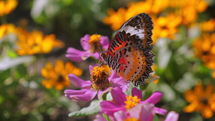 Colorful butterfly perched on vibrant pink and orange flowers in summer garden, beauty of nature pollinators and blooming flora. Biodiversity and Natural Beauty.