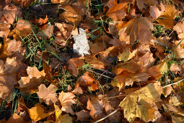 The autumn season is beautiful and pleasant. Yellow, brown, golden, dry green leaves, fallen leaves lie on the ground, sidewalks on the still green grass. ...