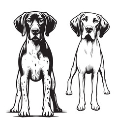 Pointer Dog Silhouettes, Pointer dog logo
English pointer silhouettes, Standing Pose Vector Silhouettes, Outlines clipart mascot of Pointer Dog