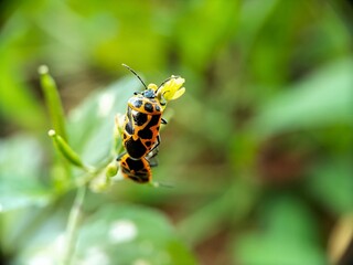 A stunning close-up macro capturing the beauty of two brightly colored harlequin bugs (Murgantia histrionica) with their black and orange spotted patterns